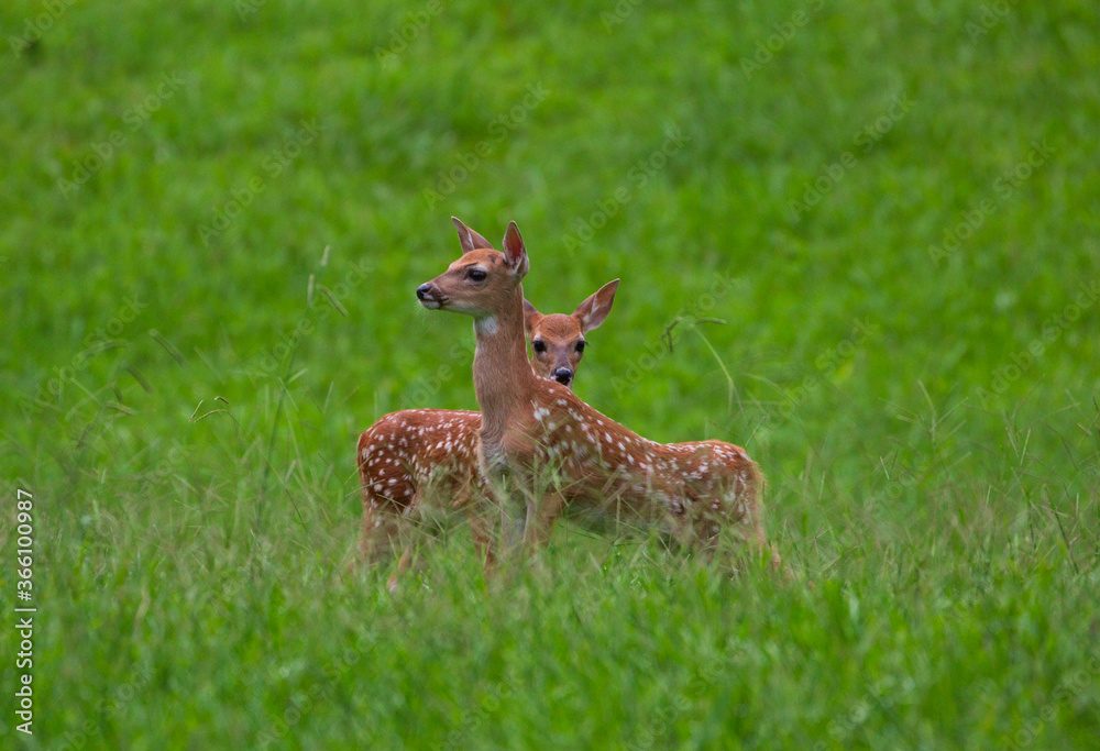 Baby Deer in a Field