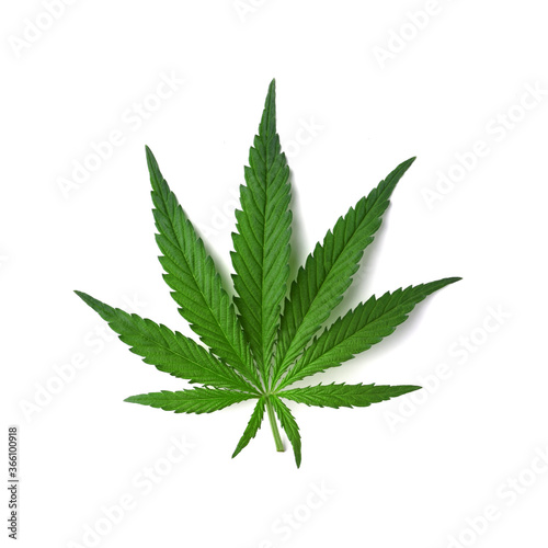 Beautiful real leaf of marijuana  cannabis on a white background with shadow. Cannabis backdrop. Top view  flat lay.