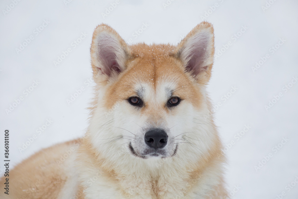 Portrait of akita inu puppy is lying on a white snow in the winter park. Pet animals.