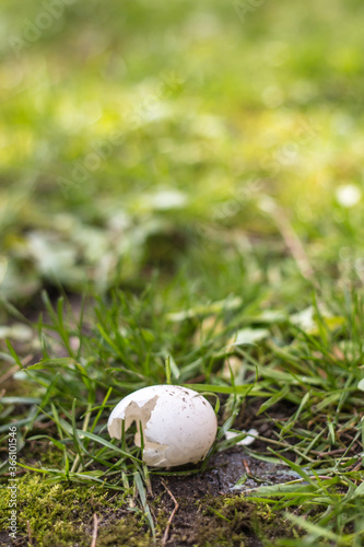 Open bird's egg in the grass on a sunny day