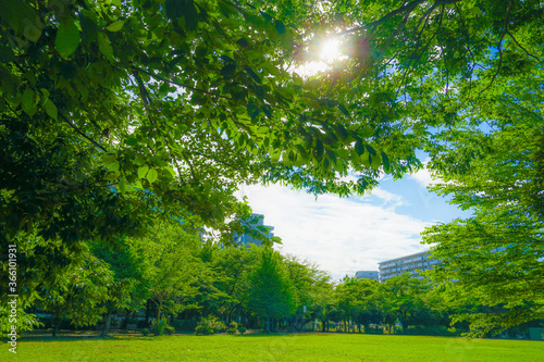 昭島市・つつじが丘公園の新緑 photo