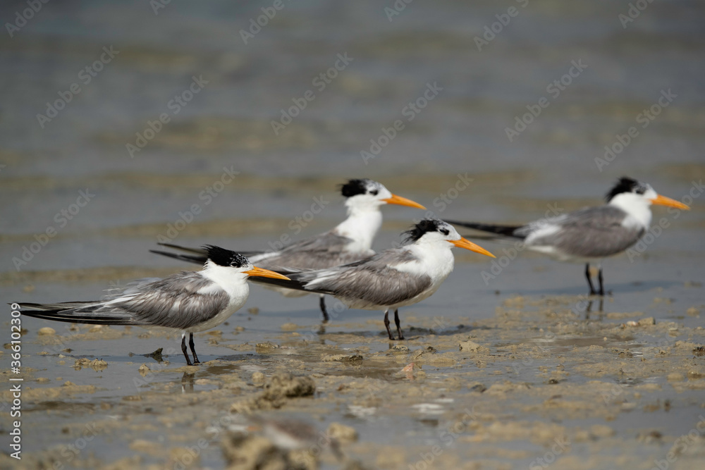 Greater Crested Tern at Busaiteen coast, Bahrain Greater Crested Tern at Busaiteen coast, Bahrain