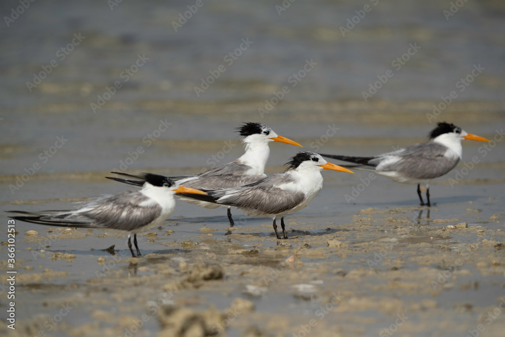 Greater Crested Tern at Busaiteen coast, Bahrain. Selective focus on the middle tern Greater Crested Tern at Busaiteen coast, Bahrain. Selective focus on the middle tern