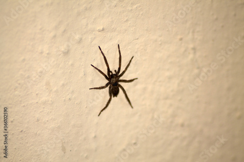 spider on a wall