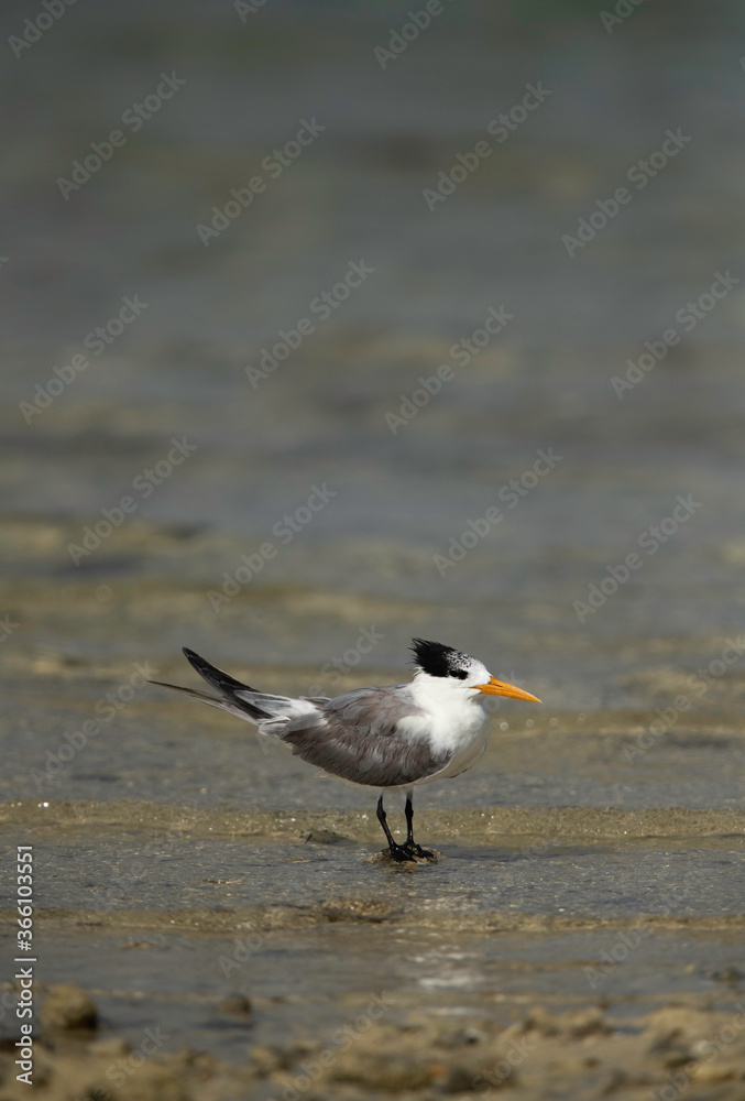 Greater Crested Tern perched on small stone in the mid of water at Busaiteen coast, Bahrain Greater Crested Tern perched on small stone in the mid of water at Busaiteen coast, Bahrain