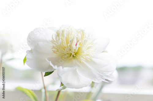 White flower in full bloom