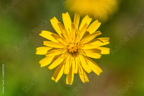 Close-up macro of yellow flower