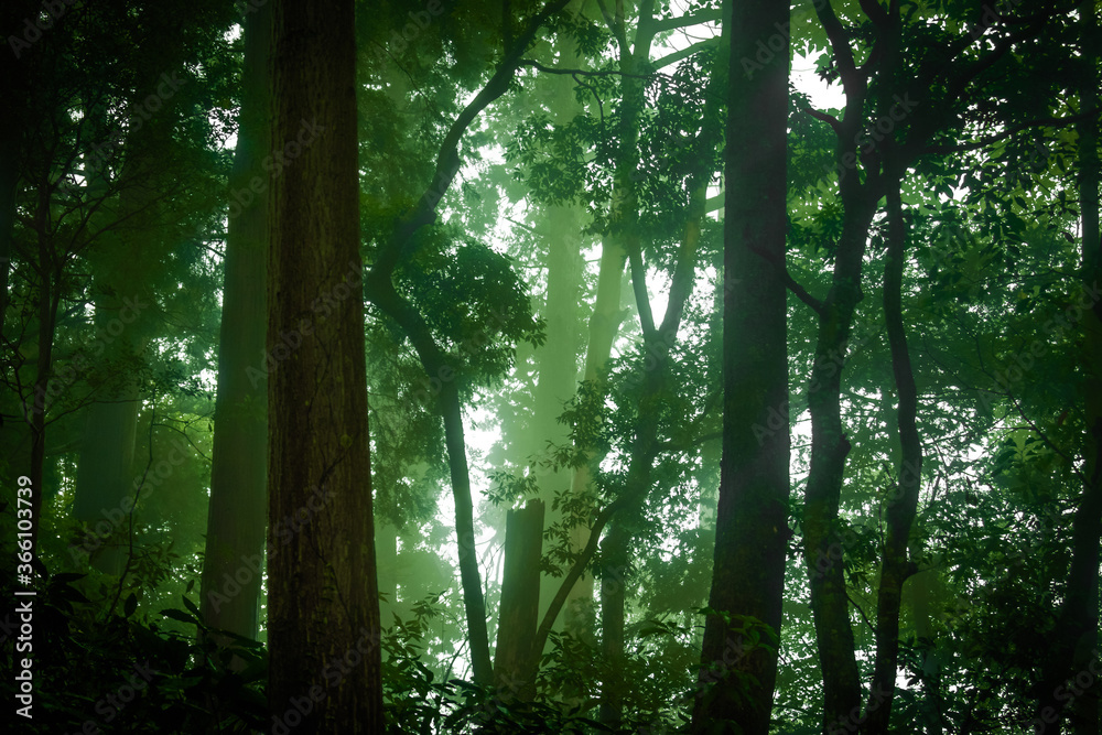 Obraz premium 鬱蒼とした森のイメージ(高尾山)