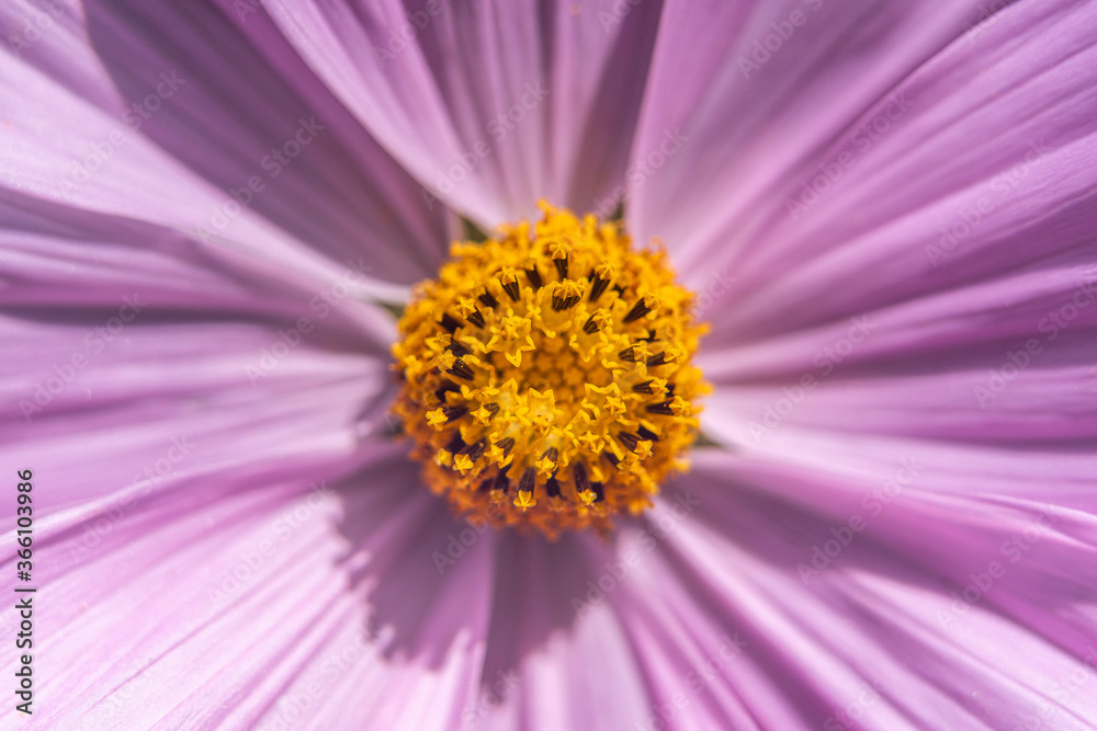 Close-up macro of purple and yellow flower Close-up macro of purple and yellow flower