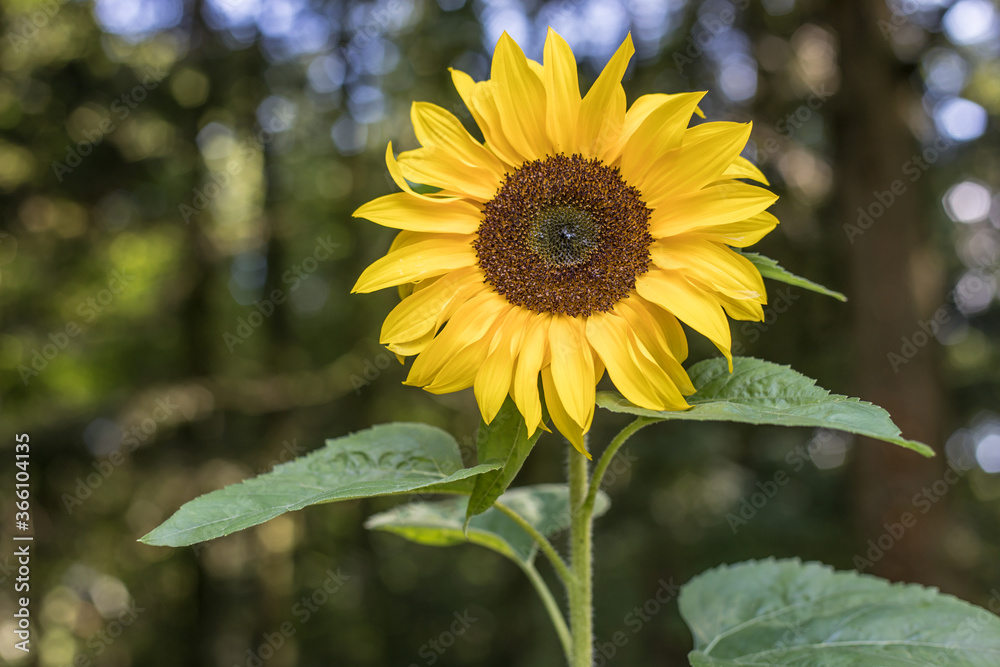 Fototapeta premium Sunflower in full bloom in a forest