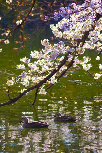 Fototapeta Naklejka Na Ścianę i Meble -  井の頭池を泳ぐカモと桜