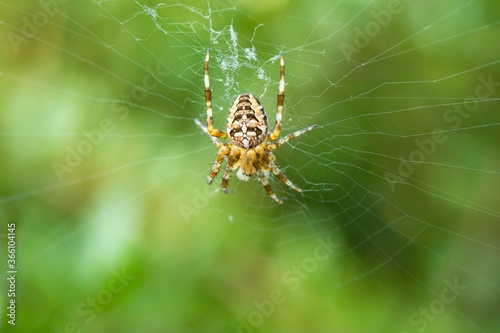 Macro shot of an angulate orbweaver, a species of spiders, building a new web on a green background photo