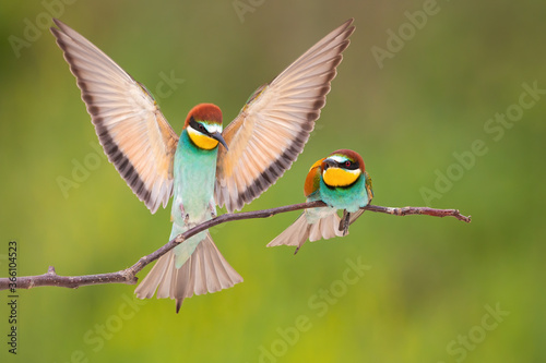 Pair of european bee-eater, merops apiaster, landing on branch in summer. Multicolored bird sitting to another one with spread wings. Beautiful animal with turquoise belly, rose wing and orange head