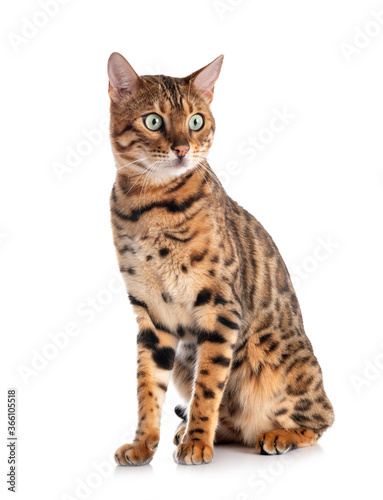 bengal cat in studio