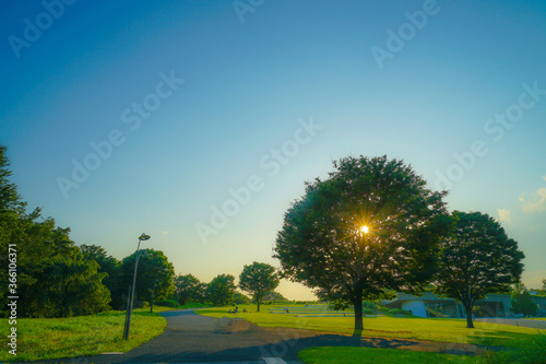 新緑の大木と太陽の光 © kanzilyou