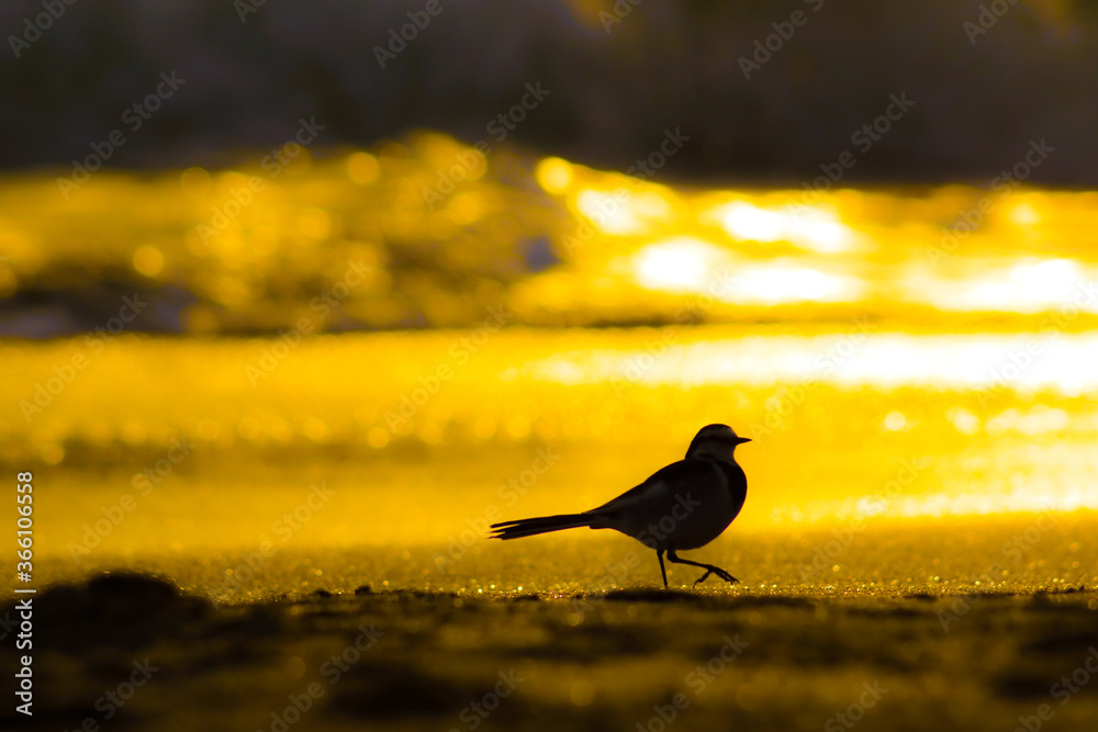 Obraz premium 夕焼けに照らされる浜辺と鳥のシルエット