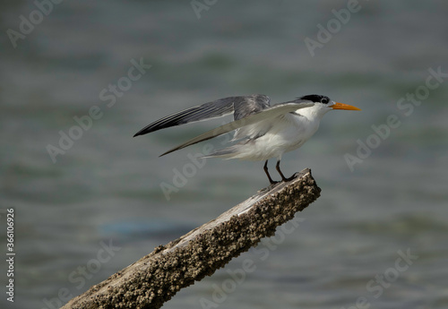 Greater Crested Tern on a wooden log at Busaiteen coast of Bahrain