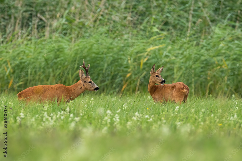 Pair of roe deer, capreolus capreolus, standing on field in summertime. Couple of mammals looking on meadow. Two wild animals staring on grass in rutting season. Pair of roe deer, capreolus capreolus, standing on field in summertime. Couple of mammals looking on meadow. Two wild animals staring on grass in rutting season.