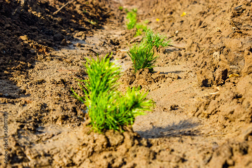small pine seedlings planted in wet soil closeup