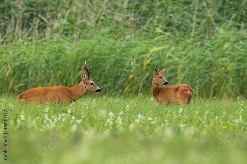 Fototapeta Naklejka Na Ścianę i Meble -  Pair of roe deer, capreolus capreolus, standing on field in summertime. Couple of mammals looking on meadow. Two wild animals staring on grass in rutting season.