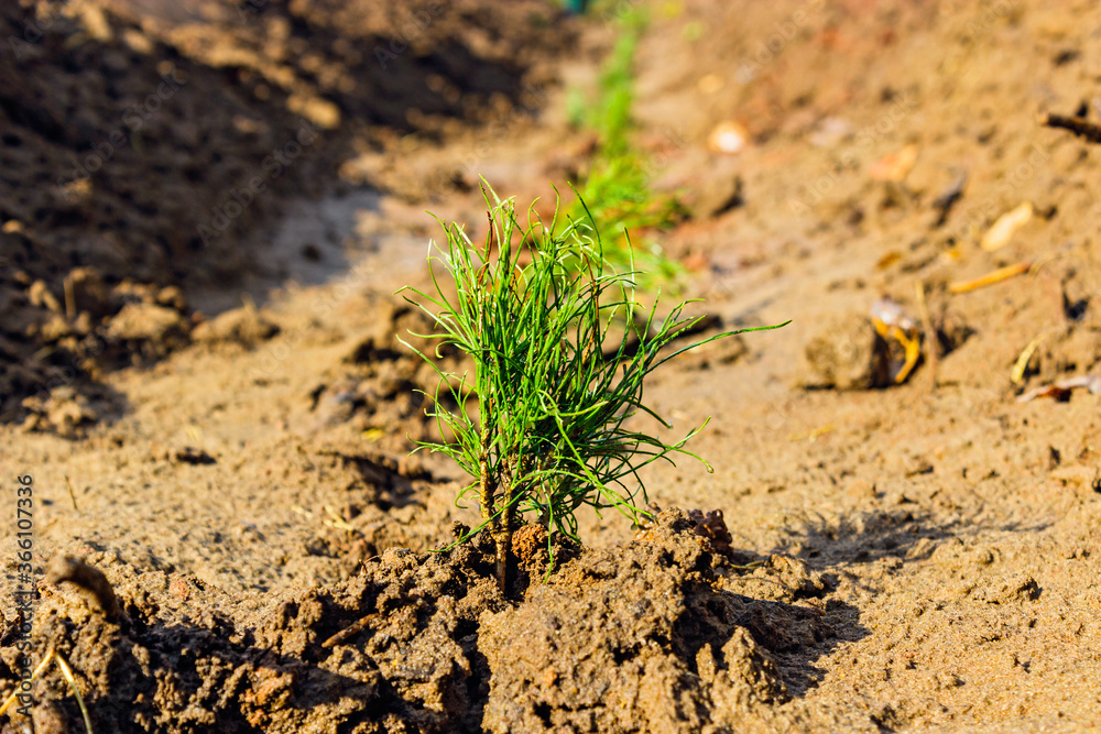 small pine seedlings planted in wet soil closeup small pine seedlings planted in wet soil closeup
