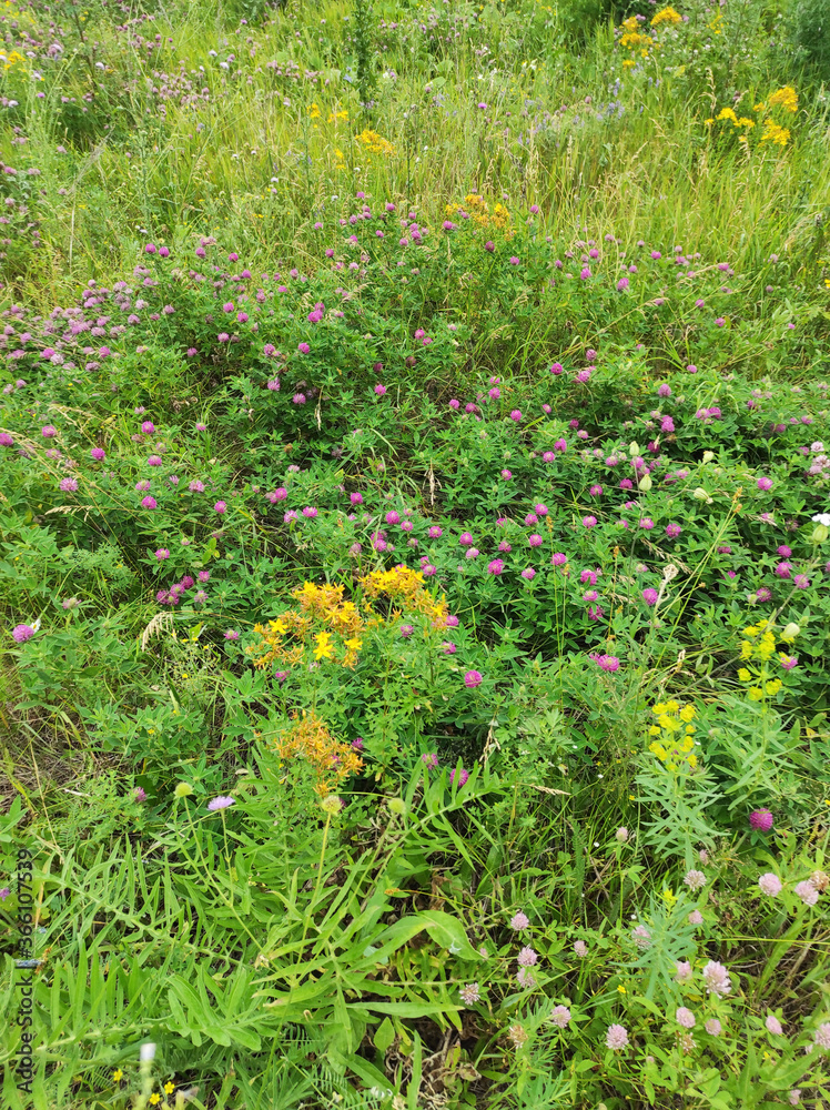 St. John's wort on the background of a clover lawn St. John's wort on the background of a clover lawn
