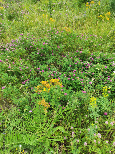 St. John s wort on the background of a clover lawn