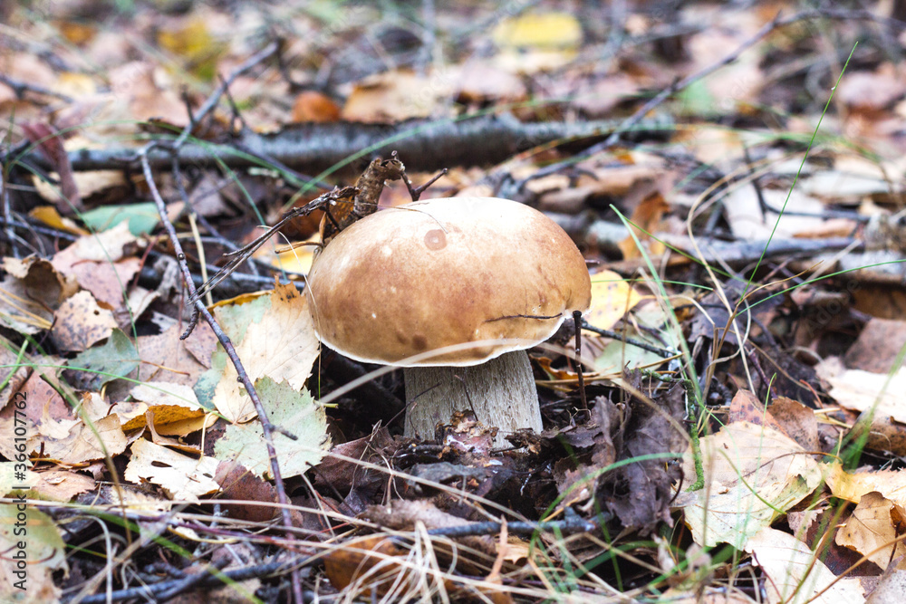 Beautiful big boletus mushroom grows in the autumn forest. Delicacy tubular white mushroom, background, organic Beautiful big boletus mushroom grows in the autumn forest. Delicacy tubular white mushroom, background, organic
