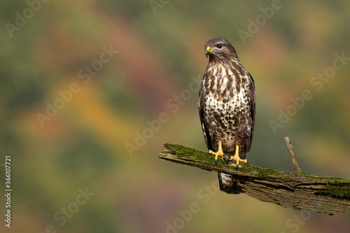 Proud common buzzard, buteo buteo, sitting on branch in summer. Majestic bird observing surrounding on bough with moss. Feathered animal looking on wood from front view with copy space.