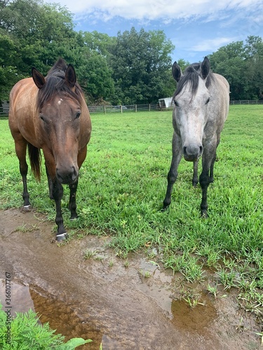 horses on the meadow