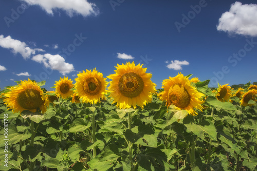 Field of blooming sunflowers in the sunlight. Soft and selective focus. Summer landscape with yellow sunflowers and blue sky with white clouds. Image with a copy of the space.
