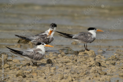Greater Crested Tern at Busaiteen coast during low tide, Bahrain