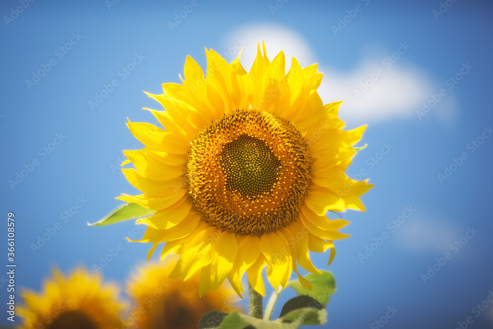Sunflower close-up. Soft and selective focus. Yellow sunflower against a blue sky. Image with a copy of the space. Sunflower close-up. Soft and selective focus. Yellow sunflower against a blue sky. Image with a copy of the space.