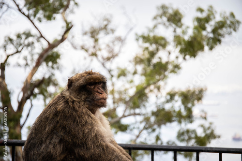 monkey in Europe 