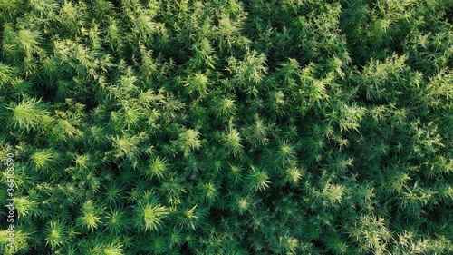 The hemp field aerial drone marijuana cannabis down bird eye view right side camera movement