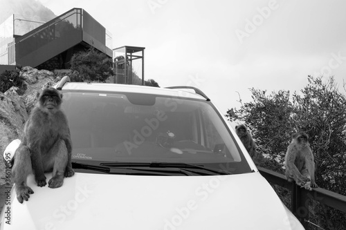 monkey on car 