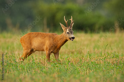 Majestic roe deer, capreolus capreolus, standing on a stubble field during rain in summer nature. Roebuck looking on field in drizzle. Wild animal with grow antlers watching on grassland.