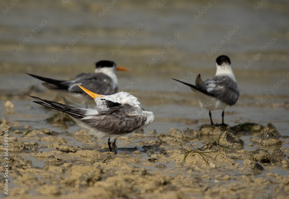 Greater Crested Tern preening at Busaiteen coast, Bahrain Greater Crested Tern preening at Busaiteen coast, Bahrain