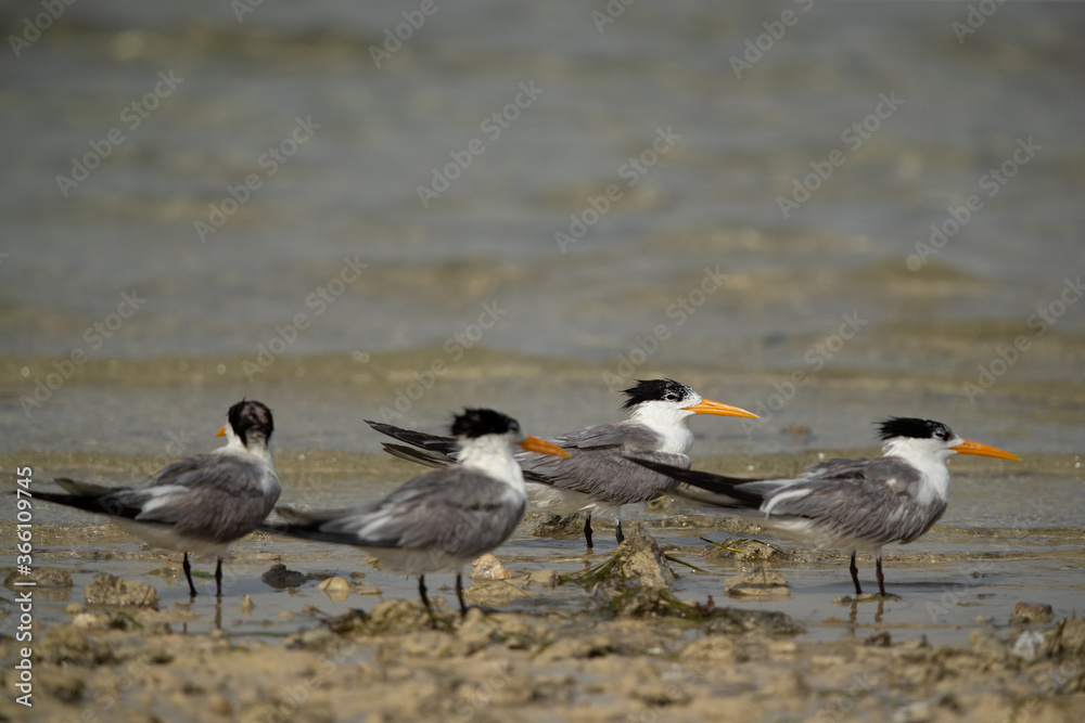 Greater Crested Terns at Busaiteen coast of Bahrain. Selective focus on back. Greater Crested Terns at Busaiteen coast of Bahrain. Selective focus on back.