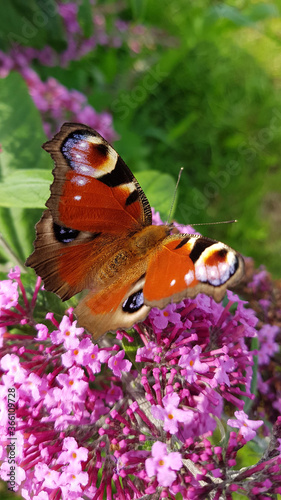 Peacock butterfly on butterfly bush