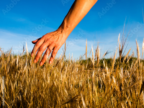 Close up of a woman s hand touching softly wheat in a golden field in summertime. 
