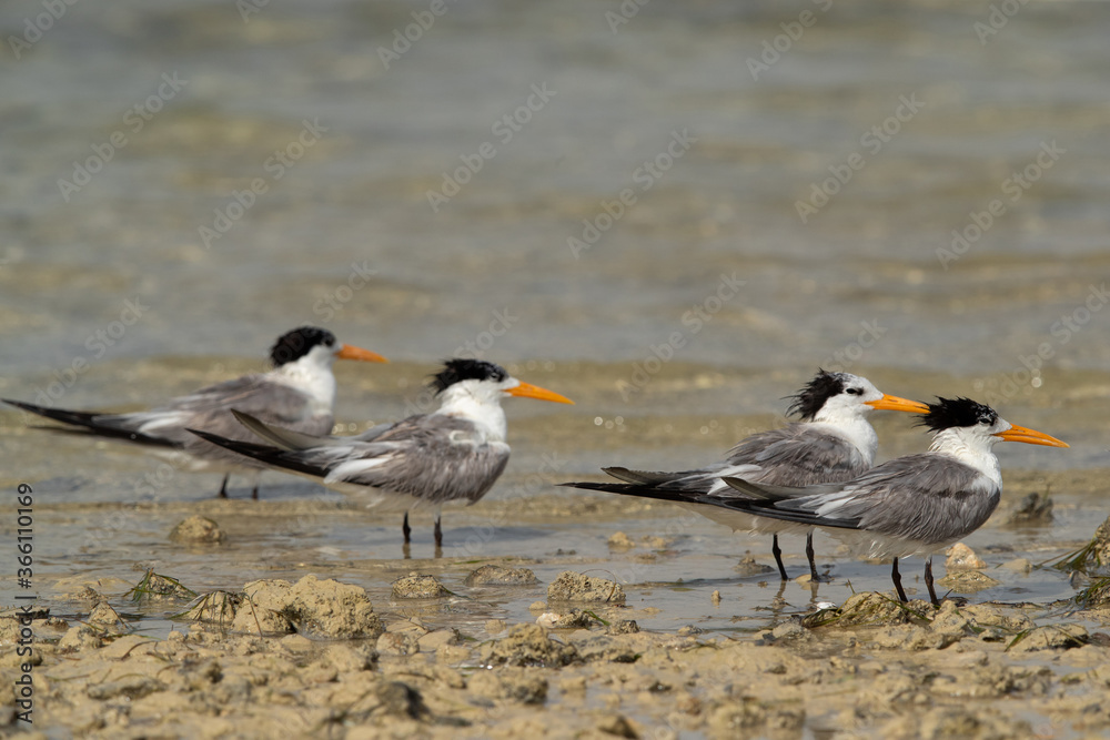 Greater Crested Terns at Busaiteen coast, Bahrain . Focus on front Greater Crested Terns at Busaiteen coast, Bahrain . Focus on front