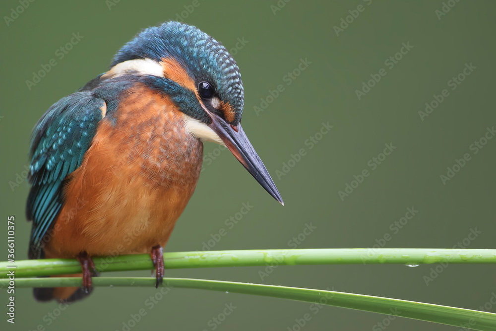 Εκτύπωση καμβά A young Common Kingfisher (Alcedo atthis) by the river on a beautiful branch, looking into the water, waiting for a fish