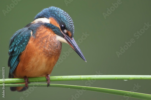 A young Common Kingfisher (Alcedo atthis) by the river on a beautiful branch, looking into the water, waiting for a fish.