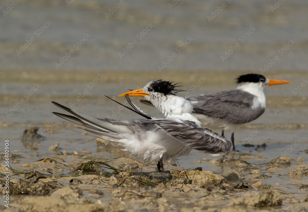 Greater Crested Tern preening at Busaiteen coast, Bahrain Greater Crested Tern preening at Busaiteen coast, Bahrain
