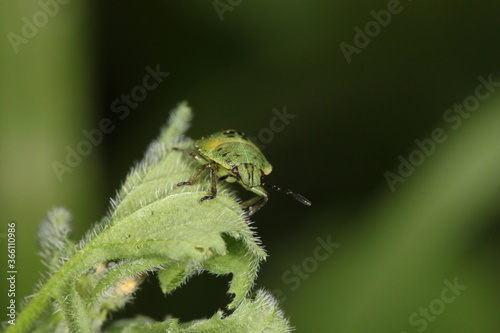 green beetle like bug sitting on a leaf