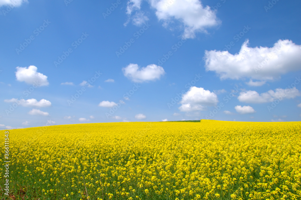 Field of canola . Yellow rapeseed flower . Rapeseed is plant for green energy and green industry, golden flowering field. In a blue sky with wonderful little clouds