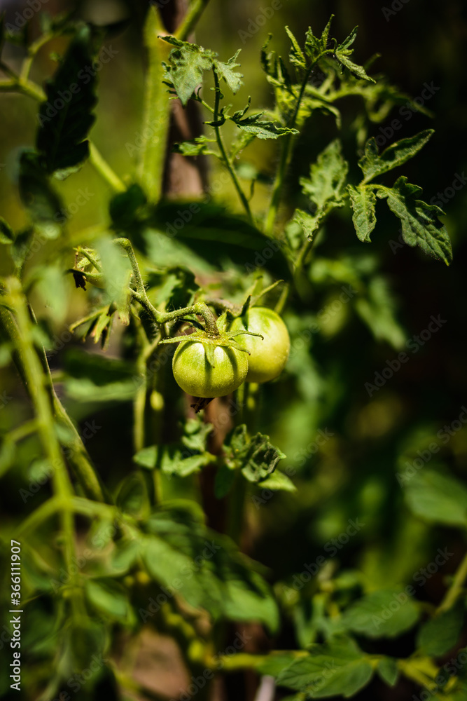 Fototapeta premium green tomatoes growing in a garden summer time 
