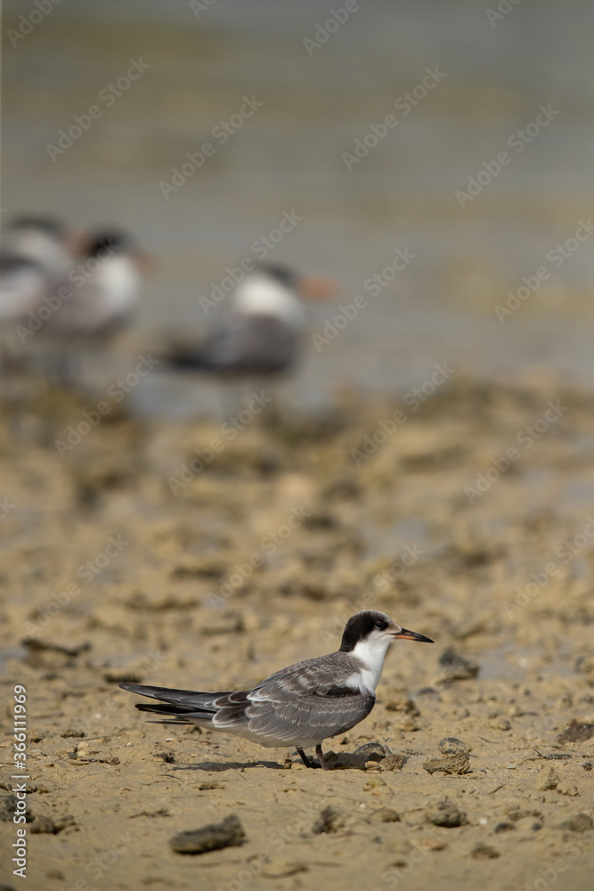 White-cheeked Tern chick at Busaiteen coast, Bahrain White-cheeked Tern chick at Busaiteen coast, Bahrain