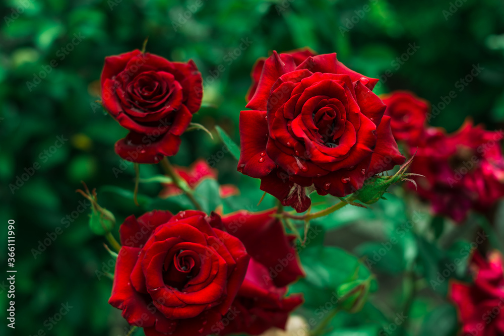 red roses on green background with water drops red roses on green background with water drops